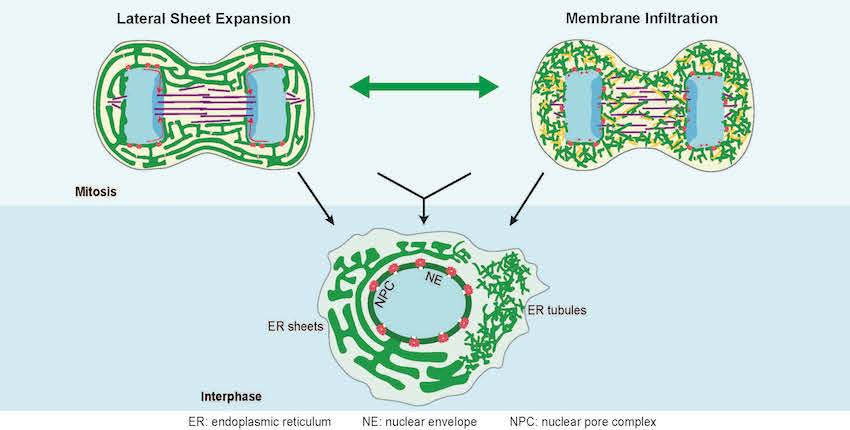 Nuclear Envelope Mitosis 0735